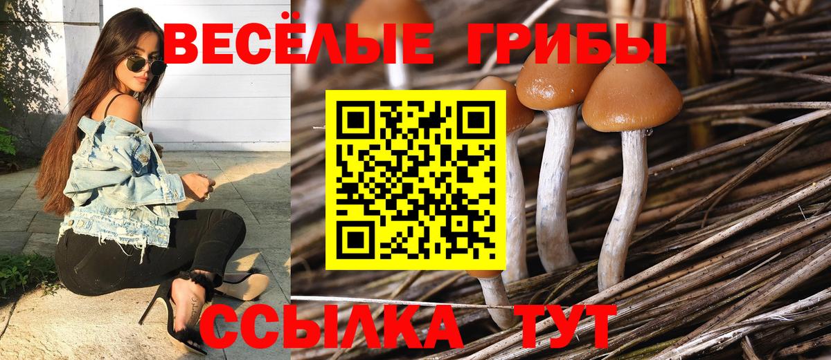 Псилоцибиновые грибы Psilocybe  Вход с VPN  Кириши 